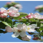 apple blossom header 1