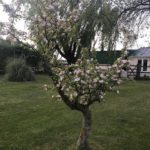 apple blossom tree